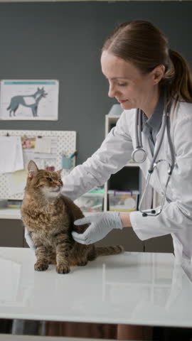 Vertical shot of female veterinarian in gloves gently comforting and checking brown tabby cat standing on examination table in clinic