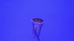 jellyfish medusa underwater video 1080p