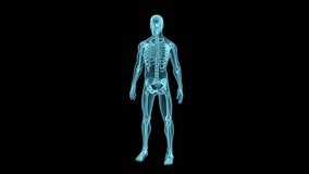 A detailed 3D holographic render of a human body with a skeleton inside, with smooth camera movement from right to left, changing the perspective view. Includes a luma matte. - Powered by Shutterstock - Get 15% off with code: PIKWIZARD15