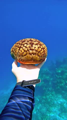 A hand holds a starfish underwater in the Raja Ampat Islands, showcasing its distinctive pattern against a blue ocean background with coral below.