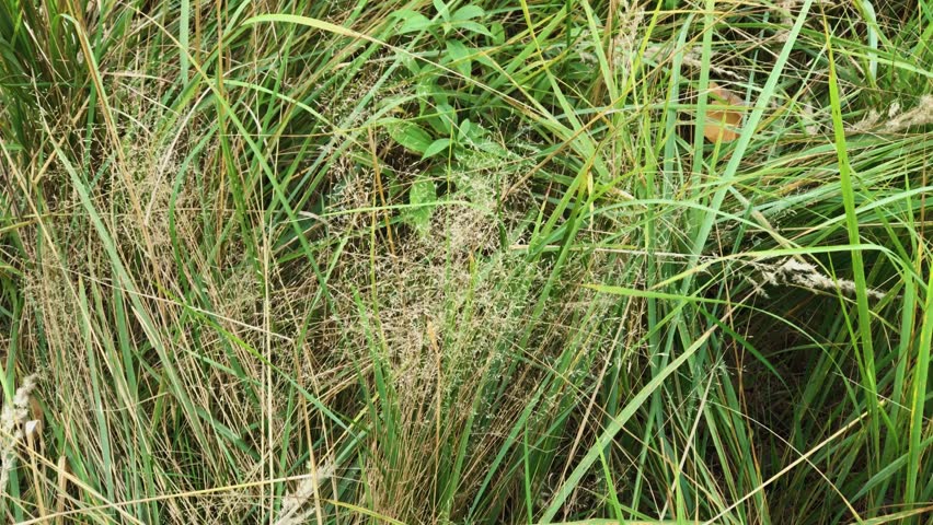Forest green thick grass, wild nature