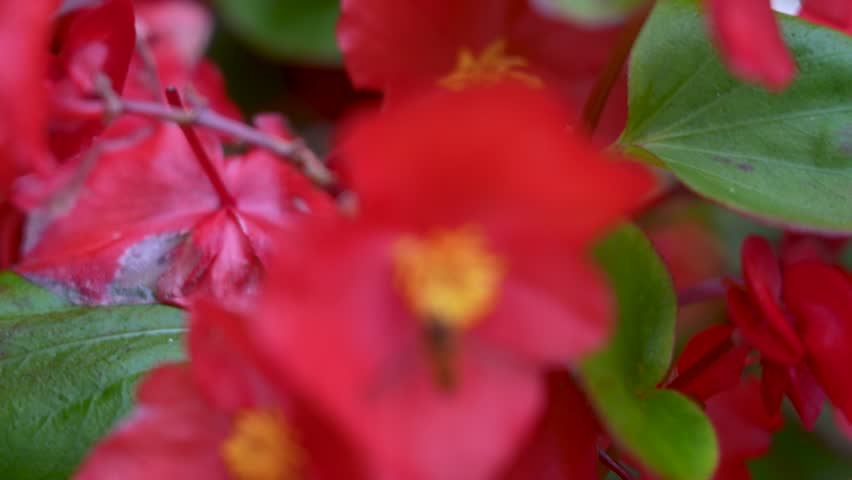 a bee on red flower