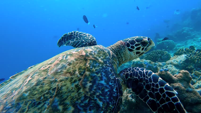 Turtle glides over coral reefs in the underwater landscape of Raja Ampat Islands.