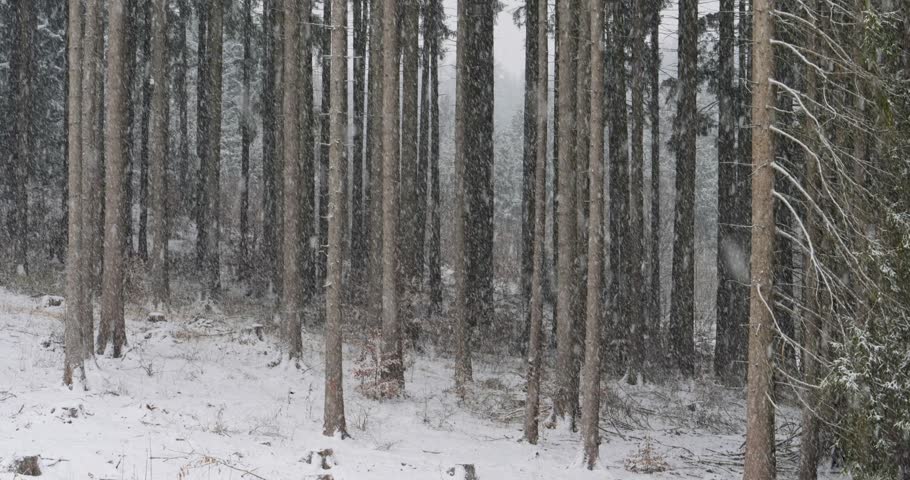 Snow falls gently in a quiet spruce forest, covering branches in white, creating a serene and magical winter atmosphere.

