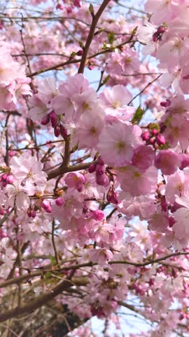 Slow motion of pink cherry blossom on tree branches, vertical video