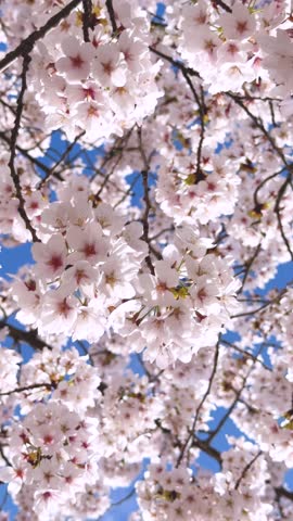 Slow motion of delicate pink cherry blossoms on tree branches, symbolizing spring, nature, and renewal, vertical video
