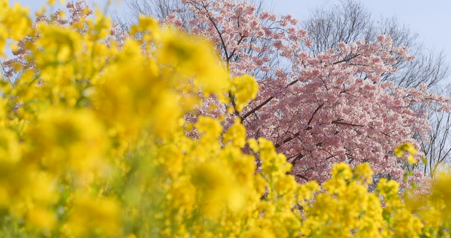 Cherry blossoms and rape blossoms in full bloom