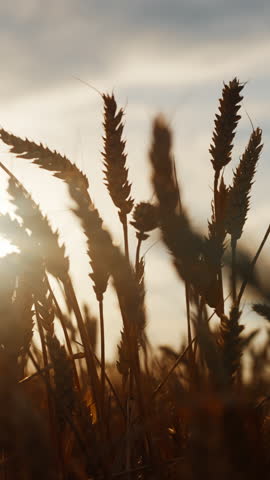 Growing cereals in farmland, silhouette of ears of wheat, rye or barley, closeup against sky. Vertical video, agriculture, farming and ecology, save planet and environmental protection, nature beauty