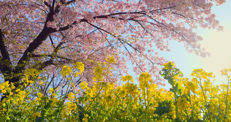 Cherry blossoms and rape blossoms in full bloom