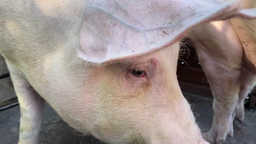 Wisconsin Pigs Smiling Hogs Eating in Mud