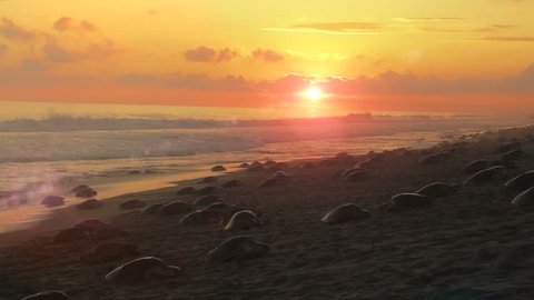 Thousands of sea turtles nesting on the beach at the same time
