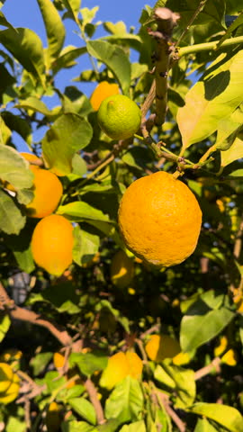 CLOSE UP, VERTICAL: Lush growing lemon tree with ripening yellow citrus fruits. Bright green leaves and a vivid blue sky contrast with a Mediterranean citrus plant full of natural and fresh fruit.