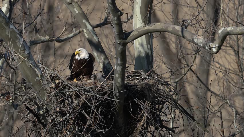 A bald eagle nest with parents feeding a chick