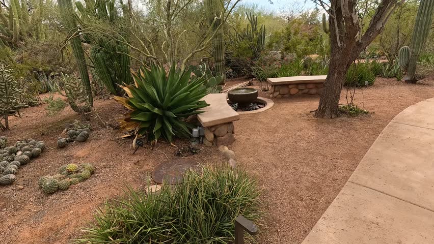 footage of a gorgeous landscape at Desert Botanical Garden with cactus, trees, plants and grass in Phoenix Arizona USA