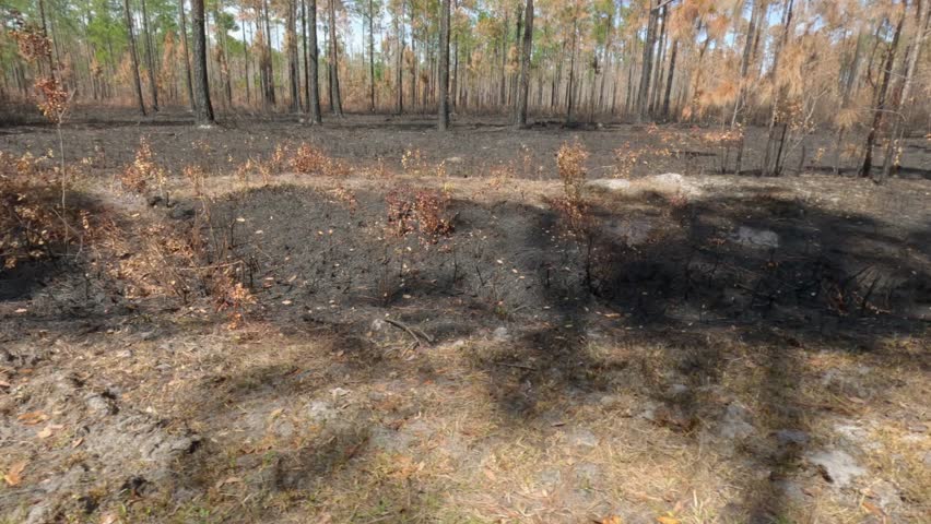 Forest Fire Prevention efforts, prescribed burn in Ocala National Forest