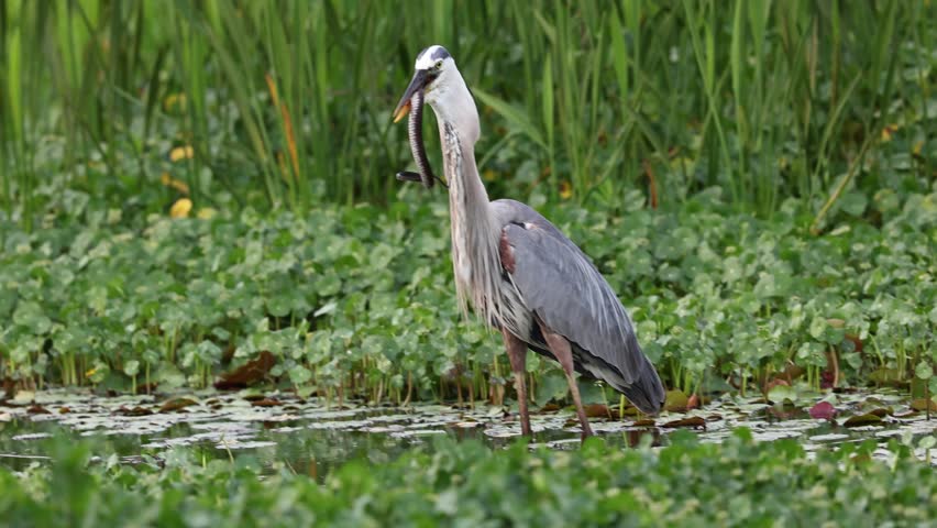 Great blue heron eating a snake