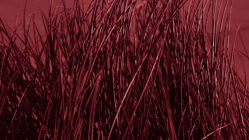 Close-up video of tall, thin grass blades with a deep red tint, swaying gently in the wind. The abstract composition and vibrant color create a surreal, artistic, and dramatic atmosphere.