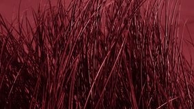 Close-up video of tall, thin grass blades with a deep red tint, swaying gently in the wind. The abstract composition and vibrant color create a surreal, artistic, and dramatic atmosphere. - Powered by Shutterstock - Get 15% off with code: PIKWIZARD15