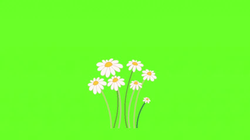 Stunning Flowers: Natural Beauty in Motion. Ideal for advertising, presentations, graphic design, or as a background in videos that need a beautiful natural touch. Animation, green screen background.