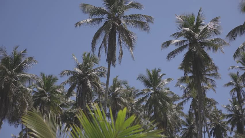 tall coconut palms with a beautiful blue sky, c-log 8bit hd video, canon eos R