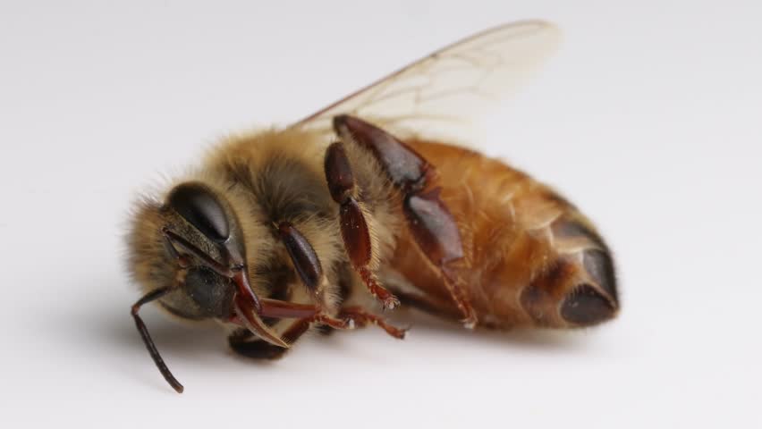 Close-up frames of a honeybee lying motionless on a white surface, highlighting its anatomy and delicate features