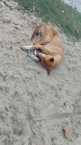 A dog is sleeping in very good health. Looks beautiful too. The dog is lying on the ground. The picture is amazing of the dog. Such sleeping pictures of dogs are very common