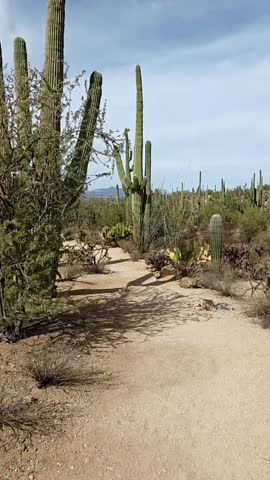 Walking through a sandy desert landscape in New Mexico 