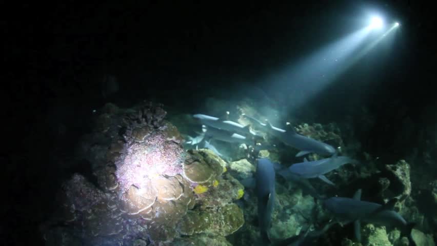 Divers use powerful lights to illuminate a pack of Whitetip reef sharks hunting