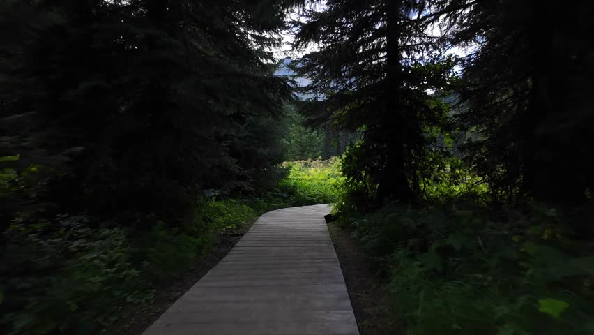 Boardwalk Path Through a Lush Forest in British Columbia, Canada