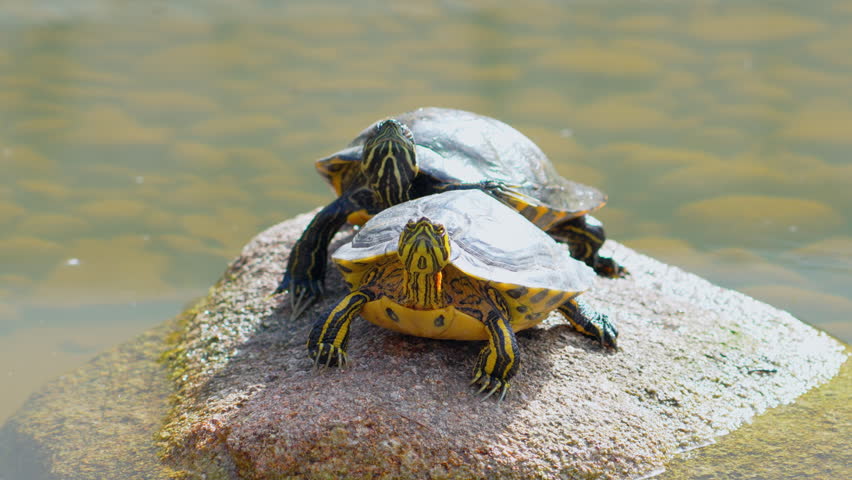 Turtles basking on a rock in a serene pond under the sun