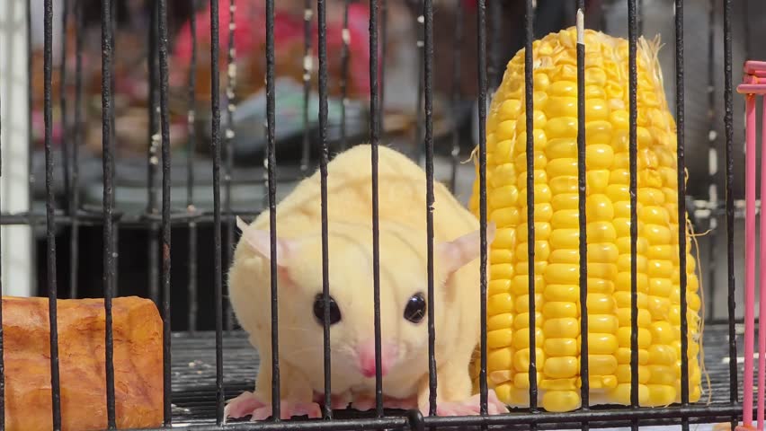 White Sugar Glider On Cage With Corn. - closeup shot