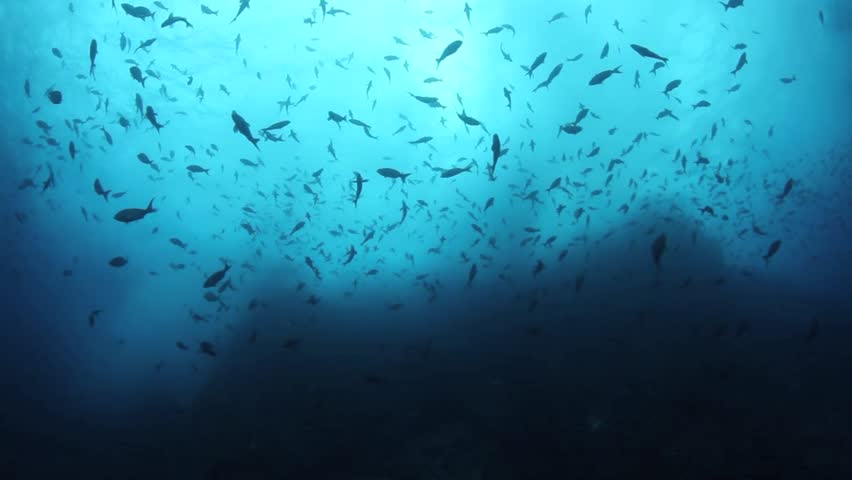 Pacific creole swarm above a rocky reef near Cocos Island, Costa Rica.  This