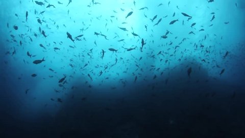 Pacific creole swarm above a rocky reef near Cocos Island, Costa Rica.  This island is known for its large sharks and great numbers of fish.