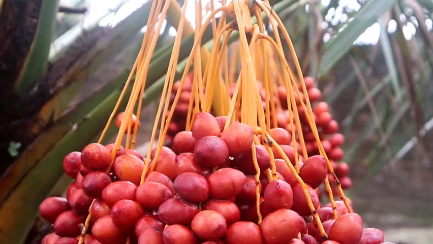 Delicious fresh dates(Phoenix dactylifera) growing on a palm tree. Fresh date palms that have an important place in advanced desert agriculture. Raw Date Palm fruits growing on a tree.