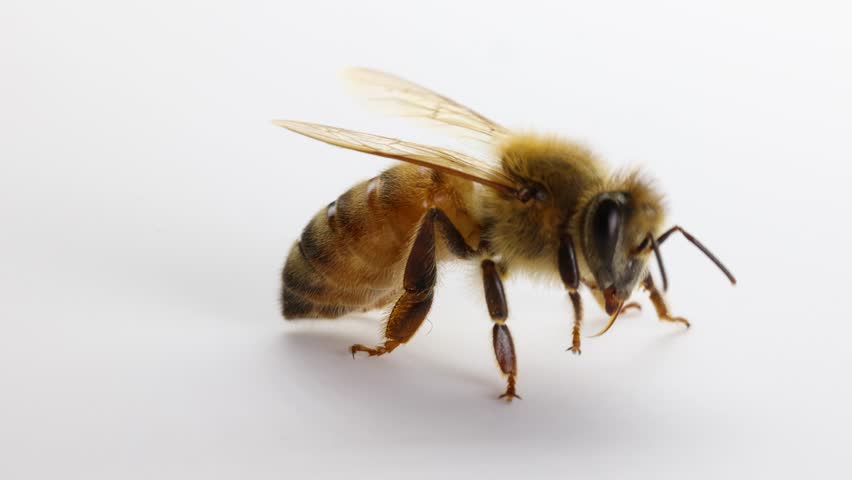 Close-up video of a honeybee exploring a white surface, highlighting detailed anatomy and natural movement in bright lighting
