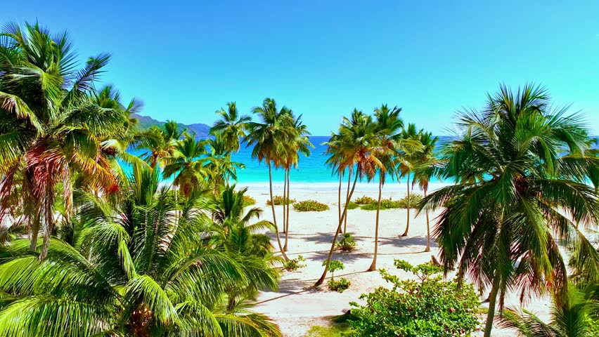 Coconut palms and light azure sea water on an amazing paradise white sand beach. Palm island against the backdrop of the Atlantic Ocean. Trip to the beautiful, clean beaches of the Dominican Republic.