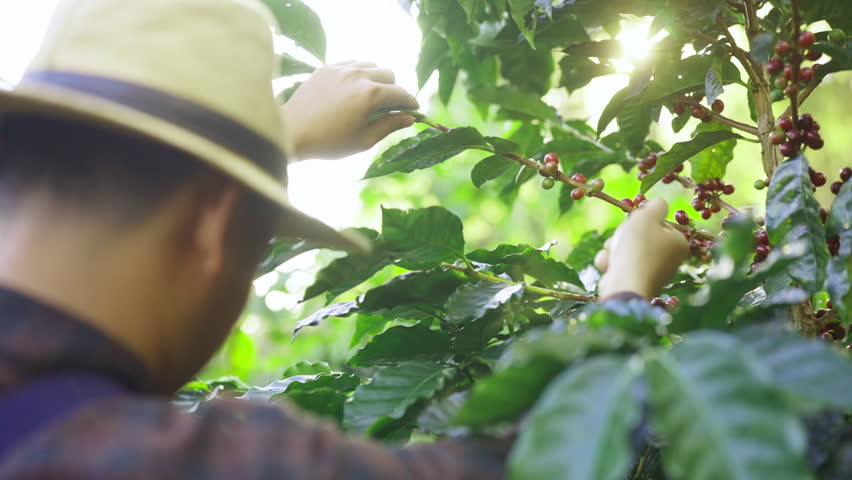 Coffee plantation cultivation, Coffee bean business industry. Asian farmer, farm worker working, harvesting and picking ripe organic Arabica coffee cherries beans at agriculture field on the mountain.