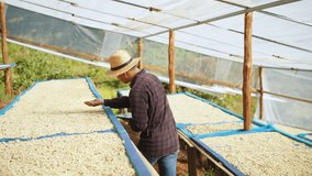 Coffee plantation cultivation, Coffee bean business industry. Asian farmer, farm worker working, harvesting and drying raw Arabica or Robusta coffee beans in the sun with quality control in greenhouse - Powered by Shutterstock - Get 15% off with code: PIKWIZARD15