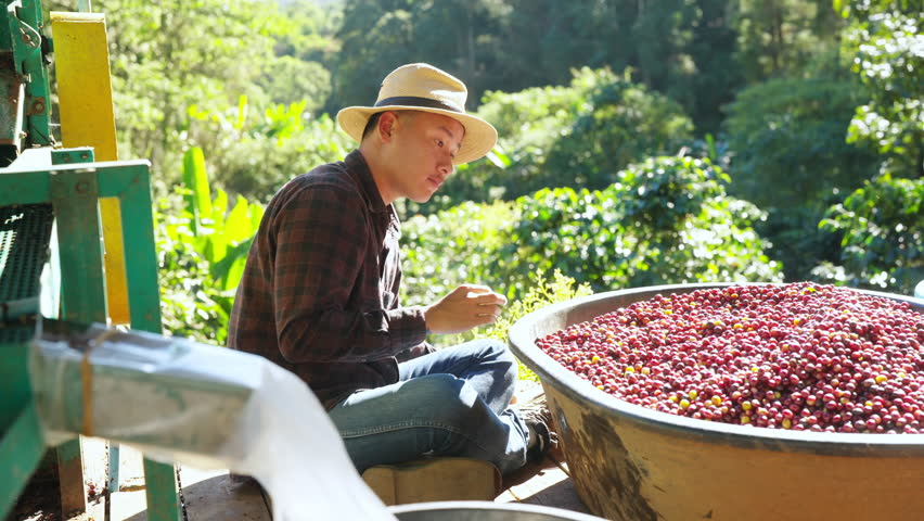 Coffee plantation cultivation, Coffee bean business industry. Asian farmer, farm worker working, cleaning and washing ripe organic Arabica coffee cherries beans at agriculture field on the mountain.