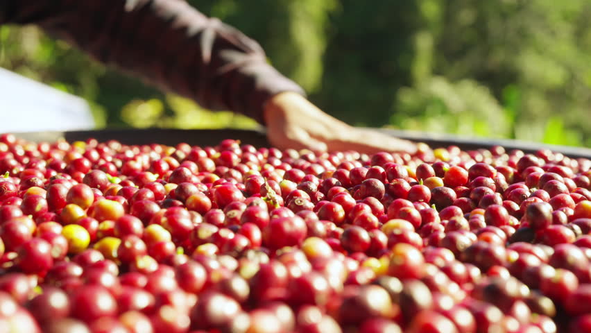 Coffee plantation cultivation, Coffee bean business industry. Asian farmer, farm worker working, cleaning and washing ripe organic Arabica coffee cherries beans at agriculture field on the mountain.