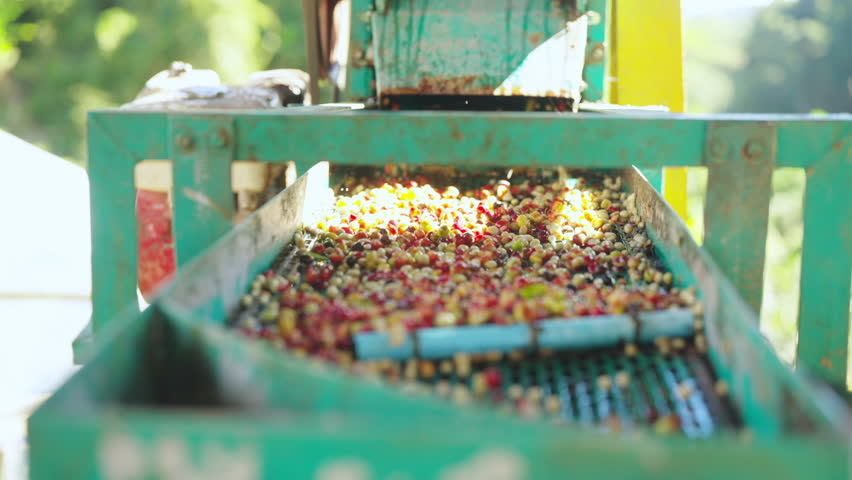 Coffee plantation cultivation, Coffee bean business industry. Asian farmer, farm worker cleaning and removing ripe organic Arabica coffee cherries beans shell in shelling machine at agriculture field.