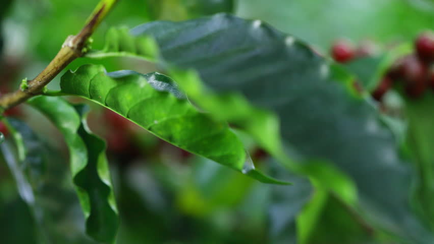 Coffee plantation cultivation, Coffee bean business industry. Close up of Red ripe Arabica or Robusta coffee cherries beans on coffee tree at agriculture farm field on the mountain.