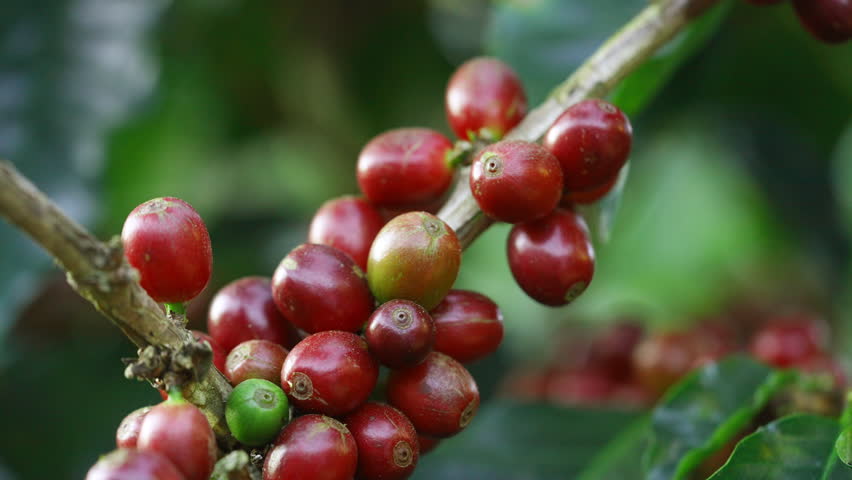 Coffee plantation cultivation, Coffee bean business industry. Close up of Red ripe Arabica or Robusta coffee cherries beans on coffee tree at agriculture farm field on the mountain.