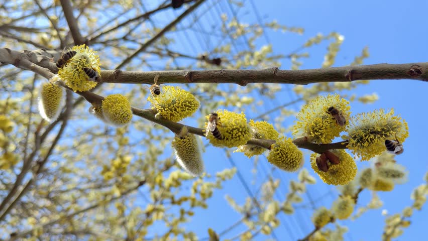 Spring Awakening Honeybees Foraging on Golden Willow Catkins Under Clear Blue Sky