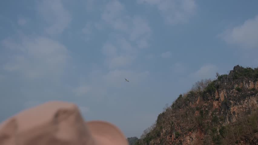 Landscape of a bird flying over the forest and blue sky