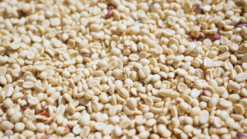 Coffee plantation cultivation, Coffee bean business industry entrepreneur. Farmer working, harvesting and drying raw Arabica or Robusta coffee beans in the sun with quality control in greenhouse.