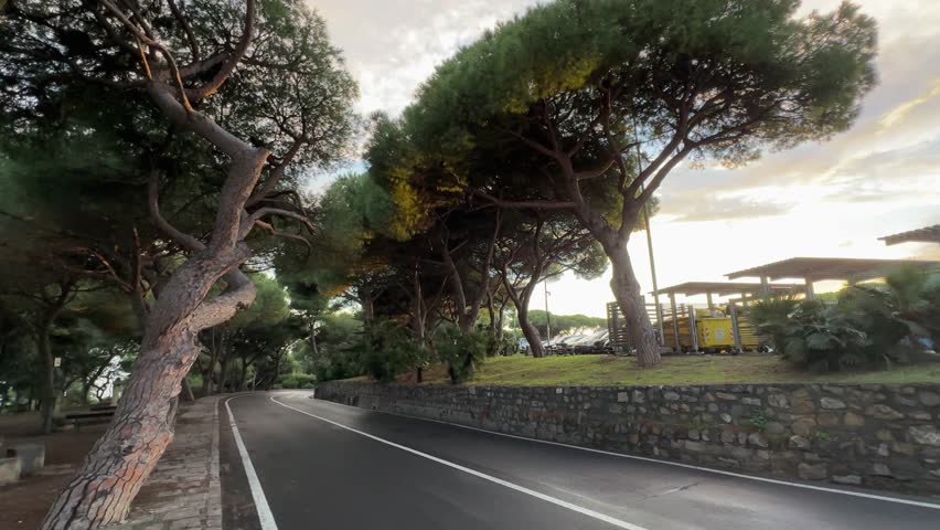 Stone pines, also known as the Italian pine growing in public park on both sides of the road, view while panning in sunny evening
