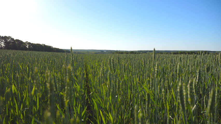 Green stalks of wheat swaying in the wind at field under blue sky. Cereal stems swinging in the breeze on the meadow on sunny summer day. Beautiful nature landscape. Close up