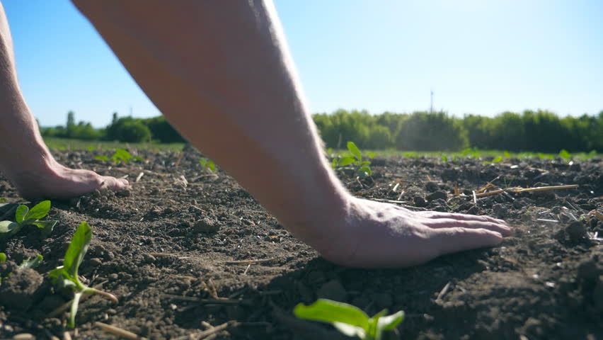 Male farmer hands pouring dry soil back through his fingers and gently touching ground on the field with small green sprouts of sunflower. Agriculture concept. Low angle view Close up Slow motion