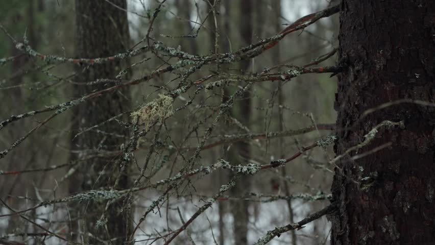 A closeup shot of the moss growing on thin bare branches during winter in a forest in Algonquin Park, Ontario, Canada